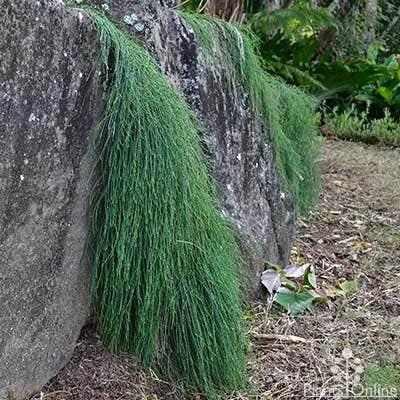 Casuarina Cousin It 8 Casuarina Cousin It - Image 8