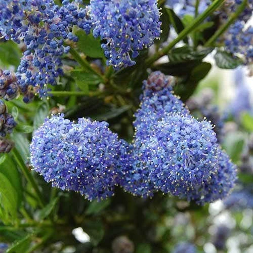 Ceanothus Blue Pacific - Californian Lilac 1 Ceanothus Blue Pacific - Californian Lilac