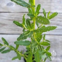 Ceanothus Blue Pacific - Californian Lilac 25 Ceanothus Blue Pacific - Californian Lilac -Garden Plant Store ceanothus blue pacific leaf