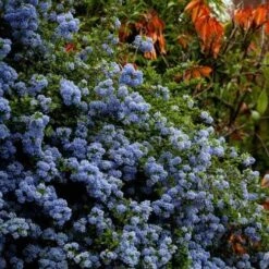 Ceanothus Blue Pacific - Californian Lilac 17 Ceanothus Blue Pacific - Californian Lilac -Garden Plant Store ceanothus bush