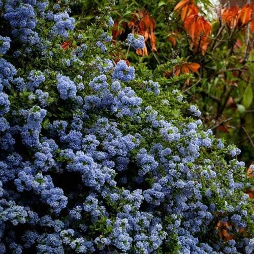 Ceanothus Blue Pacific - Californian Lilac 4 Ceanothus Blue Pacific - Californian Lilac - Image 4
