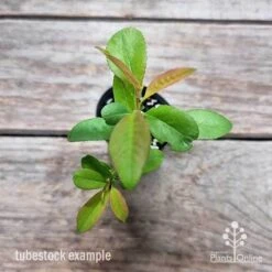 Chaenomeles Nivalis - Japanese Quince -Garden Plant Store chaenomeles speciosa nivalis 2