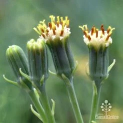 Senecio Chalk Sticks - Succulent -Garden Plant Store chalk sticks flowers side