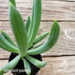 Senecio Chalk Sticks - Succulent -Garden Plant Store chalk sticks leaf 1