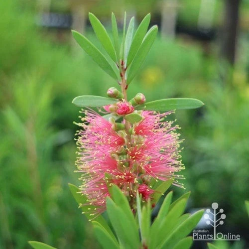 Callistemon Pink Champagne 13 Callistemon Pink Champagne - Image 13