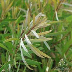 Callistemon Pink Champagne 21 Callistemon Pink Champagne -Garden Plant Store champagne img 6052