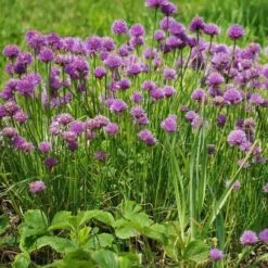 Chives - Seed -Garden Plant Store chives 1410611 960 720 2