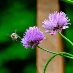 Chives - Seed -Garden Plant Store chives and bee