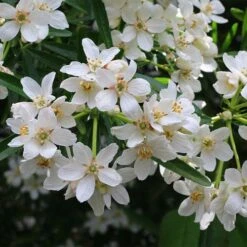Choisya - Mexican Orange Blossom -Garden Plant Store choisya flowering