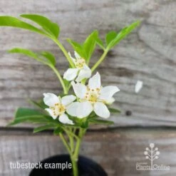 Choisya - Mexican Orange Blossom -Garden Plant Store choisya tubestock