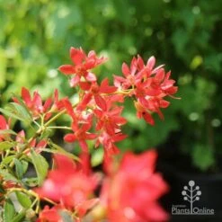 Ceratopetalum Alberys Red - Christmas Bush -Garden Plant Store christmas bush flowers