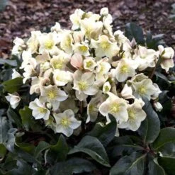 Hellebore Cinnamon Snow - Winter Rose 7 Hellebore Cinnamon Snow - Winter Rose -Garden Plant Store cinnamon snow garden