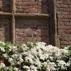 Garden Plant Store -Garden Plant Store clematis alba