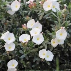 Convolvulus Cneorum - Silverbush -Garden Plant Store convolvulus cneorum silverbush