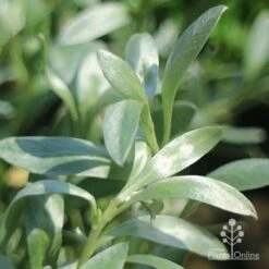 Convolvulus Cneorum - Silverbush -Garden Plant Store convolvulus silverbush foliage