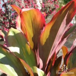 Cordyline Fruticosa Rubra -Garden Plant Store cordy rubra close