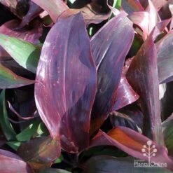 Cordyline Fruticosa Dr Brown -Garden Plant Store cordyline dr brown leaf