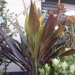 Cordyline Fruticosa Negra 12 Cordyline Fruticosa Negra -Garden Plant Store cordyline negra mature