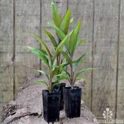 Cordyline Fruticosa Purple Prince -Garden Plant Store cordyline purple prince pots 1