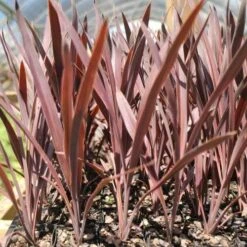 Cordyline Australis Red Sensation 11 Cordyline Australis Red Sensation -Garden Plant Store cordyline red sensation tube