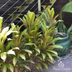 Cordyline Fruticosa Early Morning Diamond -Garden Plant Store cordyline steves garden