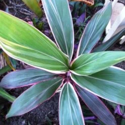 Cordyline Fruticosa Pink Diamond 13 Cordyline Fruticosa Pink Diamond -Garden Plant Store cordyline pink diamond 1