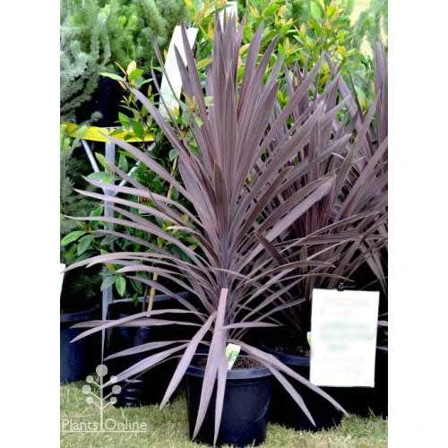 Cordyline Australis Red Sensation 2 Cordyline Australis Red Sensation - Image 2