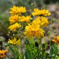 Coreopsis - Seed -Garden Plant Store coreopsis flowers