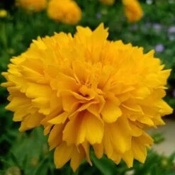 Coreopsis - Seed -Garden Plant Store coreopsis grandiflora