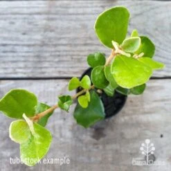 Correa Alba -Garden Plant Store correa alba leaf 1