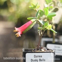 Correa Dusky Bells 13 Correa Dusky Bells -Garden Plant Store correa dusky bells tubestock in flower