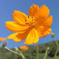 Cosmos Carpet Formula - Seed