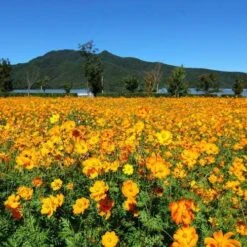 Cosmos Carpet Formula - Seed -Garden Plant Store cosmos orange carpet 500 1