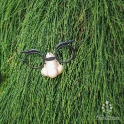 Casuarina Cousin It 15 Casuarina Cousin It -Garden Plant Store cousin it 4 fake nose