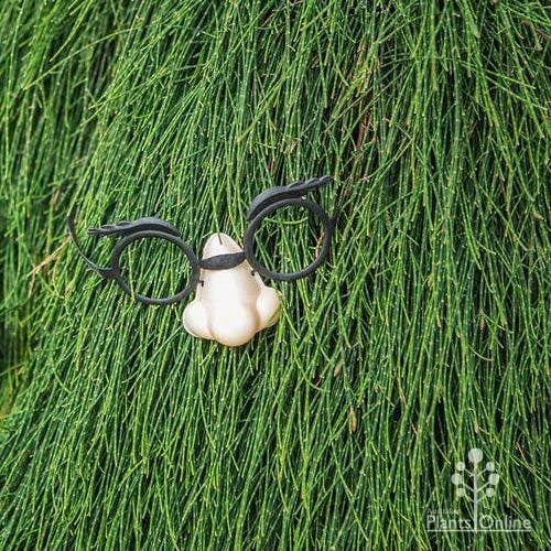 Casuarina Cousin It 7 Casuarina Cousin It - Image 7