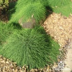 Casuarina Cousin It 11 Casuarina Cousin It -Garden Plant Store cousin it front office 1