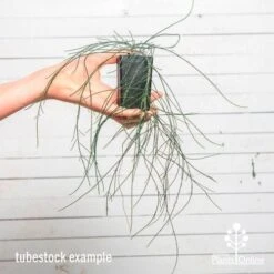 Casuarina Cousin It 12 Casuarina Cousin It -Garden Plant Store cousin it tube af