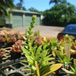 Crassula Campfire - Succulent -Garden Plant Store crassula campfire flowering 500