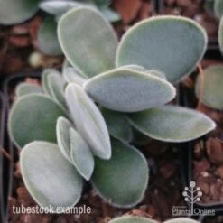 Crassula Dubia - Succulent -Garden Plant Store crassula dubia tube 1