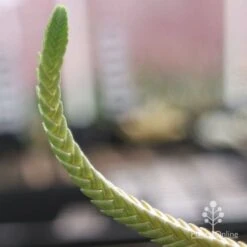 Crassula - Watchchain, Rat Tail Succulent 10 Crassula - Watchchain, Rat Tail Succulent -Garden Plant Store crassula watchchain closeup