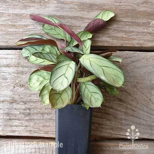 Ctenanthe Burle Marxii 2 Ctenanthe Burle Marxii - Image 2