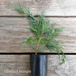 Cupressocyparis Naylors Blue - Leyland Cypress -Garden Plant Store cupressocyparis naylors blue 1 edited