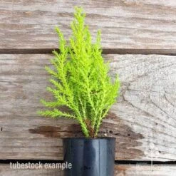 Cupressus Lemon Scent - Lemon Cypress -Garden Plant Store cupressus lemon scent