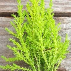 Cupressus Lemon Scent - Lemon Cypress -Garden Plant Store cupressus lemon scent crop