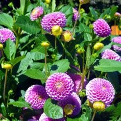 Dahlia Pompon Mix - Seed -Garden Plant Store dahlia pink pompom