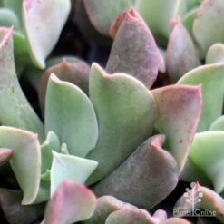 Echeveria Dark Vader - Succulent -Garden Plant Store dark vader closeup