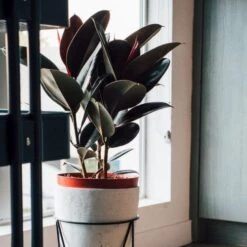 Ficus Elastica Burgundy - Rubber Plant -Garden Plant Store dark ficus elastica