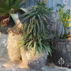 Yucca Desmetiana -Garden Plant Store desmetiana potted