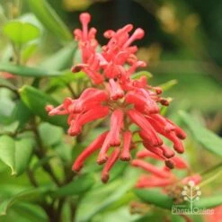 Grevillea Deua Flame -Garden Plant Store deua flame closeup