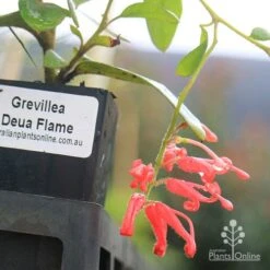 Grevillea Deua Flame -Garden Plant Store deua flame flower